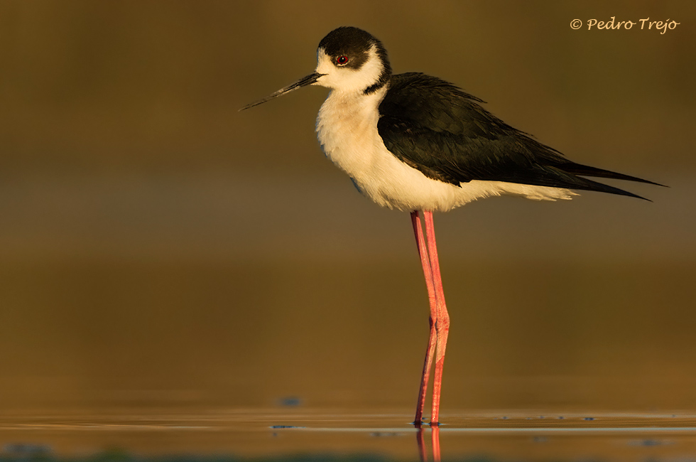 Cigüeñuela (Himantopus himantopus)